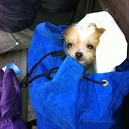 Blanding af racer Tinkerbell