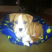 Staffordshire bull terrier bandit