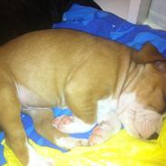 Staffordshire bull terrier bandit