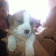 Staffordshire bull terrier bandit