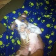 Staffordshire bull terrier bandit