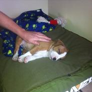 Staffordshire bull terrier bandit