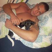 Dansk svensk gaardhund Felix