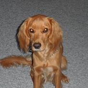 Blanding af racer Mino