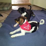 Dansk svensk gaardhund Felix