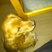 Blanding af racer Mino