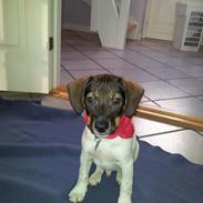 Dansk svensk gaardhund Felix