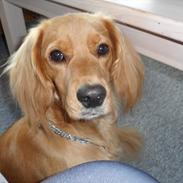 Blanding af racer Mino