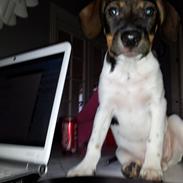 Dansk svensk gaardhund Felix