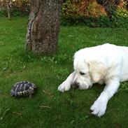 Golden retriever Pelle (Golden Lady-Lodge White Beach)