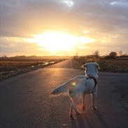 Golden retriever Pelle (Golden Lady-Lodge White Beach)