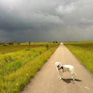 Golden retriever Pelle (Golden Lady-Lodge White Beach)