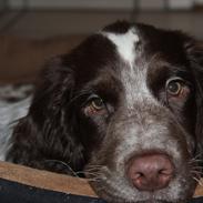 Field Trial Cockerspaniel Ganti (Zeus)