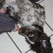 Field Trial Cockerspaniel Ganti (Zeus)