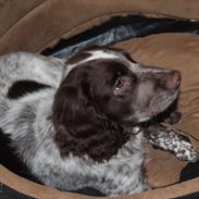 Field Trial Cockerspaniel Ganti (Zeus)