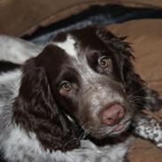 Field Trial Cockerspaniel Ganti (Zeus)
