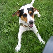 Jack russell terrier Gabbie