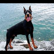 Dobermann ~ Hector (Troy del Nasi)