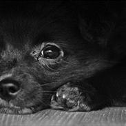 Blanding af racer Yamaha