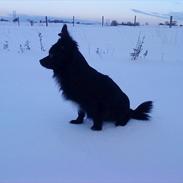 Blanding af racer Yamaha