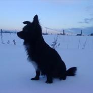 Blanding af racer Yamaha