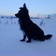 Blanding af racer Yamaha