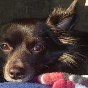 Blanding af racer Yamaha