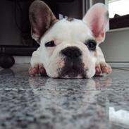 Fransk bulldog louis