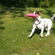 Jack russell terrier Gabbie