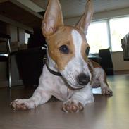 Jack russell terrier Zippo