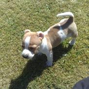 Jack russell terrier Zippo