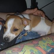 Jack russell terrier Zippo