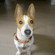 Jack russell terrier Zippo