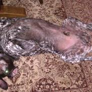 Korthåret hønsehund Rico