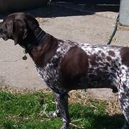 Korthåret hønsehund Rico