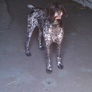 Korthåret hønsehund Rico