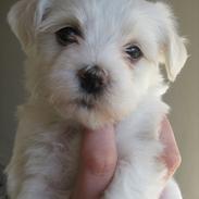 Bichon havanais Big Choice Mayas Mia Fiona