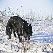 Schæferhund Smedebakkens Dixi