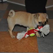 Blanding af racer Dolly