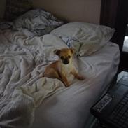 Blanding af racer Dolly