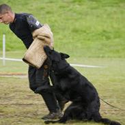 Schæferhund Smedebakkens Dixi