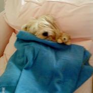 West highland white terrier Prins