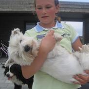 West highland white terrier Prins