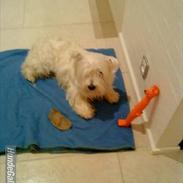 West highland white terrier Prins