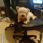 West highland white terrier Prins