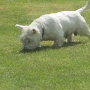 West highland white terrier Prins