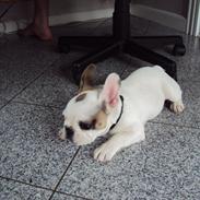 Fransk bulldog louis