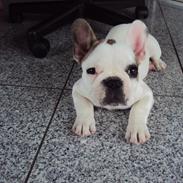 Fransk bulldog louis