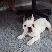 Fransk bulldog louis