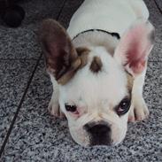 Fransk bulldog louis